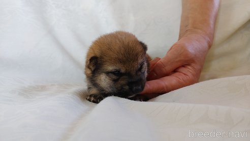 成約済の愛知県の豆柴-266726の8枚目