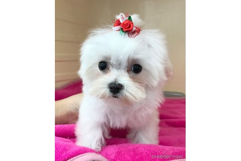 販売中の愛知県のマルチーズ-252467