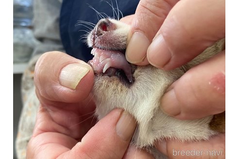 成約済の岡山県の豆柴-266764の4枚目