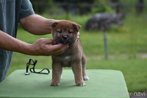 成約済の三重県の柴犬-266809の5枚目