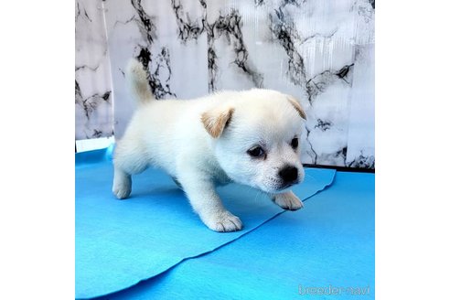 成約済の茨城県のミックス犬-265218の37枚目