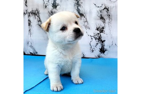 成約済の茨城県のミックス犬-265218の36枚目