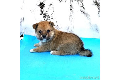 成約済の茨城県のミックス犬-265215の14枚目