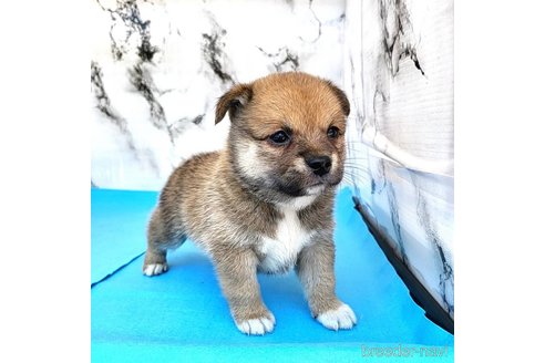 成約済の茨城県のミックス犬-265215の13枚目