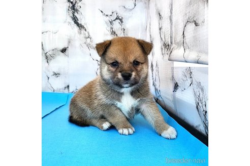 成約済の茨城県のミックス犬-265215の11枚目