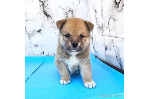 成約済の茨城県のミックス犬-265215の12枚目
