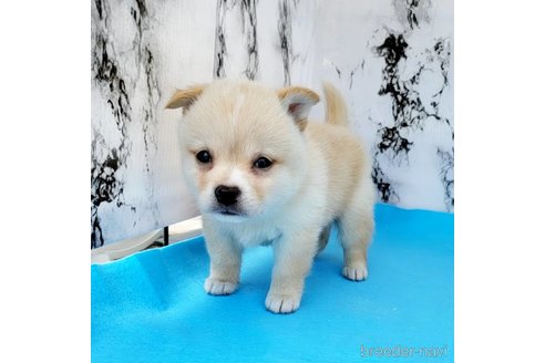 成約済の茨城県のミックス犬-265214の35枚目