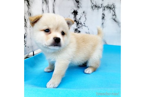 成約済の茨城県のミックス犬-265214の33枚目