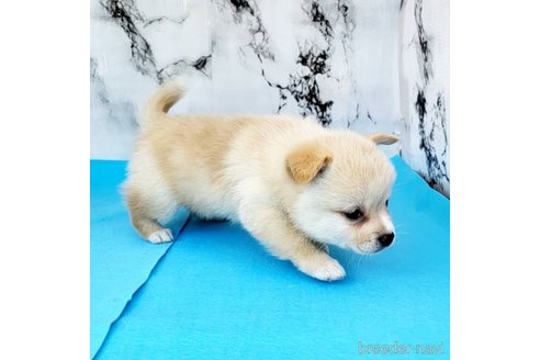成約済の茨城県のミックス犬-265214の32枚目
