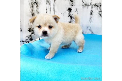 成約済の茨城県のミックス犬-265214の31枚目