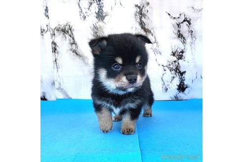 成約済の茨城県のミックス犬-265216の9枚目