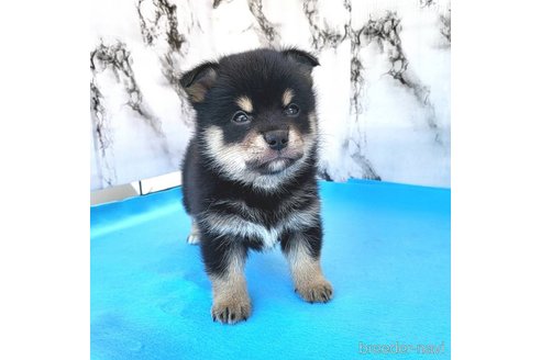 成約済の茨城県のミックス犬-265216の8枚目
