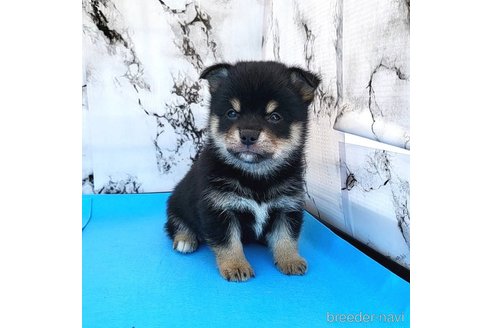 成約済の茨城県のミックス犬-265216の6枚目
