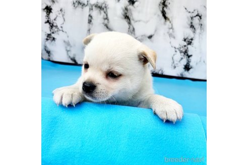 成約済の茨城県のミックス犬-265217の64枚目