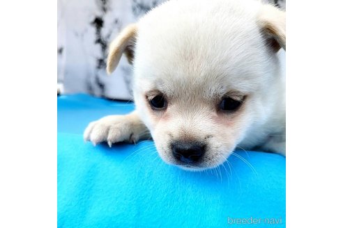 成約済の茨城県のミックス犬-265217の60枚目