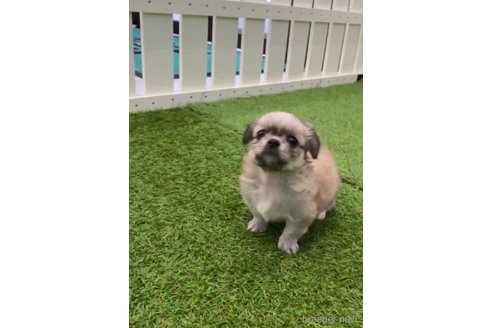 成約済の福岡県のミックス犬-263592の2枚目