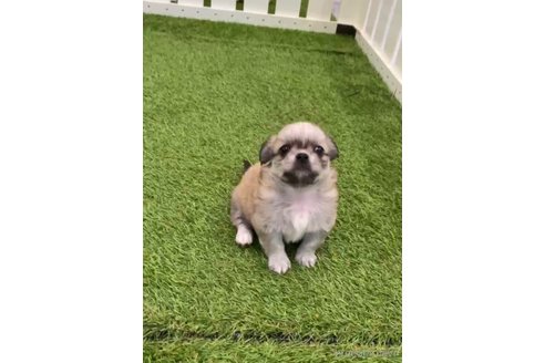 成約済の福岡県のミックス犬-263592の3枚目