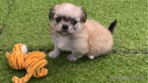 成約済の福岡県のミックス犬-263592の1枚目