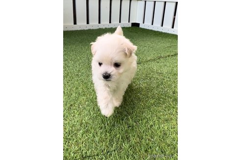 成約済の福岡県のマルプー:マルチーズ×トイプードル-265586の6枚目