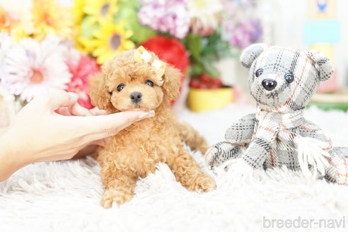 成約済の埼玉県のトイプードル-266921の3枚目