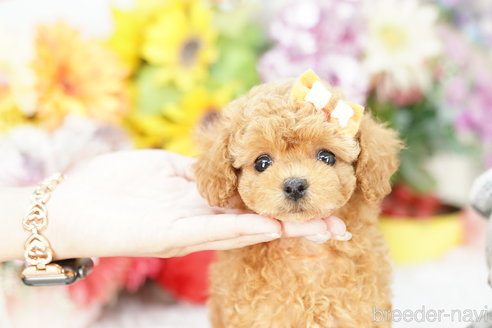 成約済の埼玉県のトイプードル-266921の2枚目