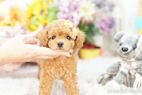 成約済の埼玉県のトイプードル-266921の1枚目