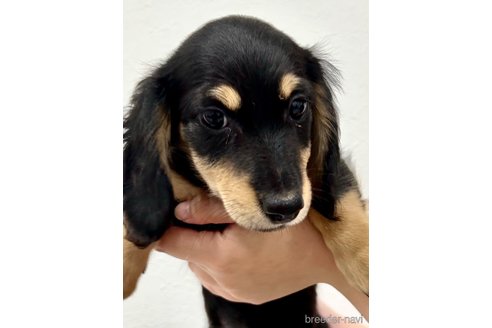 成約済の埼玉県のミニチュアダックスフンド(ロングヘアード)-250787の4枚目