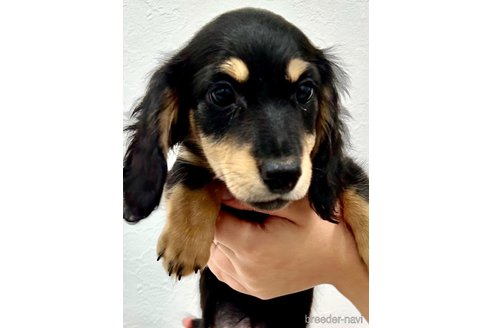 成約済の埼玉県のミニチュアダックスフンド(ロングヘアード)-250787の5枚目