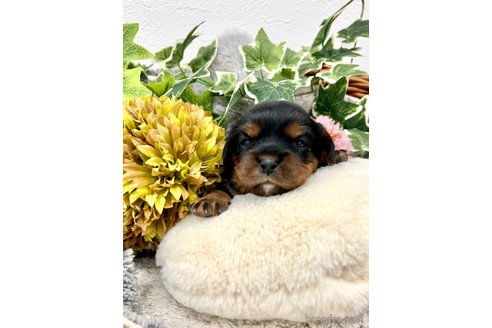 成約済の埼玉県のキャバリアキングチャールズスパニエル-263965の2枚目