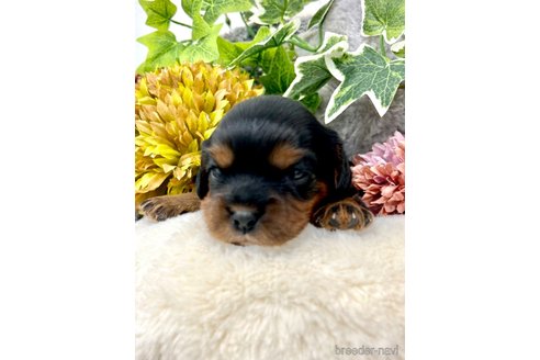 成約済の埼玉県のキャバリアキングチャールズスパニエル-263965の3枚目