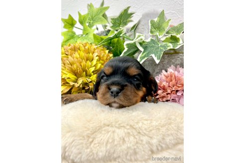 成約済の埼玉県のキャバリアキングチャールズスパニエル-263965の4枚目