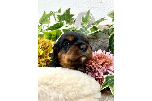 成約済の埼玉県のキャバリアキングチャールズスパニエル-263965の5枚目