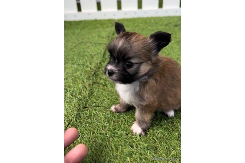 成約済の福岡県のミックス犬-265588の9枚目