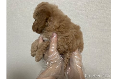 成約済の東京都のタイニープードル-266954の3枚目
