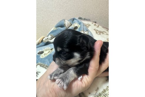 販売中の神奈川県のチワワ(ロングコート)-264104の2枚目