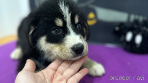 子犬