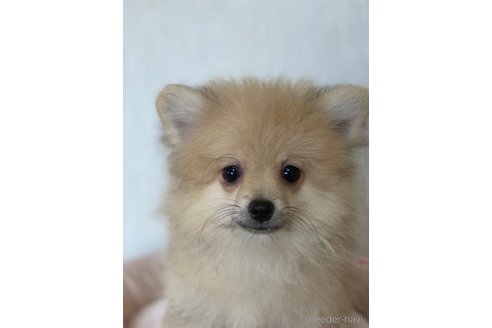 成約済の大阪府のポメラニアン-260487の3枚目