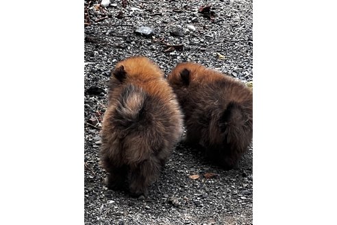 成約済の埼玉県のポメラニアン-267101の3枚目