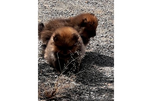 成約済の埼玉県のポメラニアン-267101の4枚目