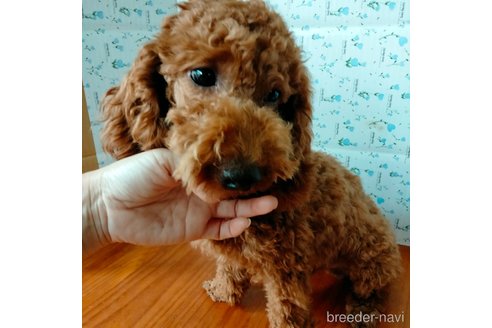 成約済の埼玉県のトイプードル-217775の2枚目