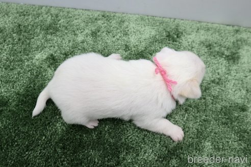 成約済の群馬県のチワワ(スムースコート)-267134の6枚目