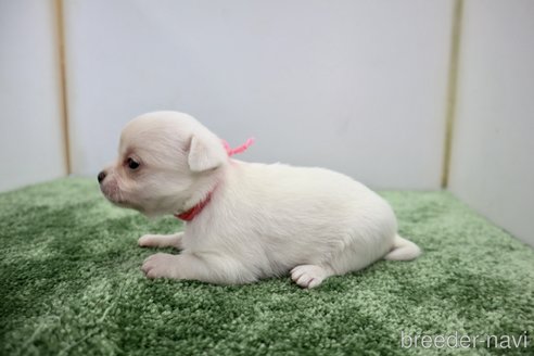 成約済の群馬県のチワワ(スムースコート)-267134の8枚目