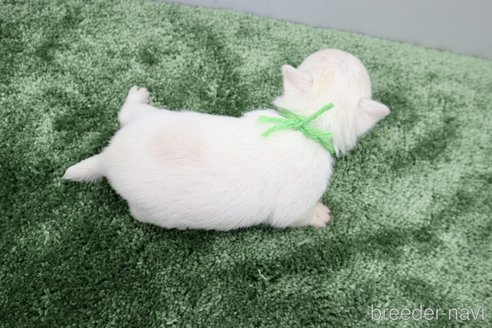 成約済の群馬県のチワワ(スムースコート)-267135の8枚目