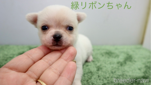 成約済の群馬県のチワワ(スムースコート)-267135の1枚目