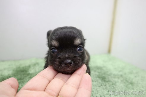 成約済の群馬県のチワワ(ロングコート)-267136の8枚目