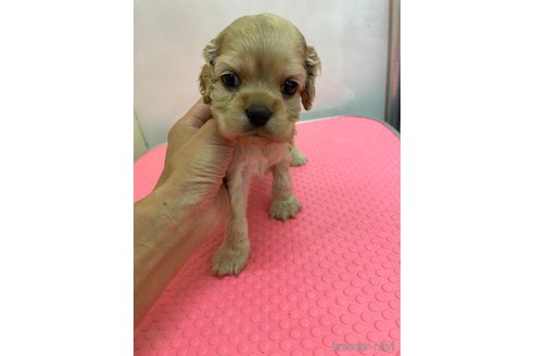 販売中の大阪府のアメリカンコッカースパニエル-267140