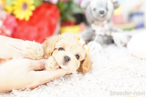 成約済の埼玉県のマルプー:マルチーズ×トイプードル-267139の4枚目