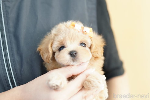 成約済の埼玉県のマルプー:マルチーズ×トイプードル-267139の3枚目