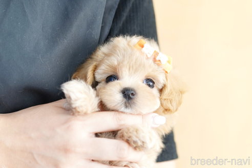 成約済の埼玉県のマルプー:マルチーズ×トイプードル-267139の2枚目