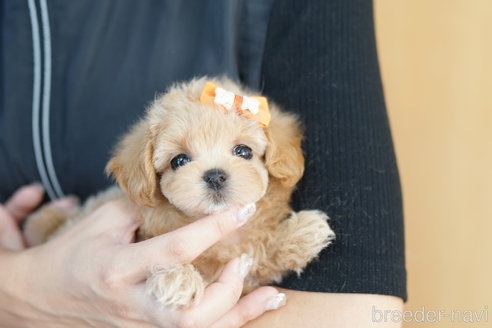 成約済の埼玉県のマルプー:マルチーズ×トイプードル-267139の1枚目